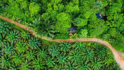 A palmoil farm next to a jungle in Thailand, separated by a path and a small stream, seen from above
 photo