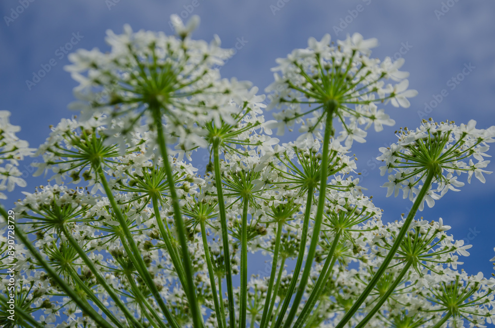 hogweed plant Heracleum umbelliferous against a blue sky, inflorescences pointing upwards hogweed plant Heracleum umbelliferous against a blue sky, inflorescences pointing upwards
