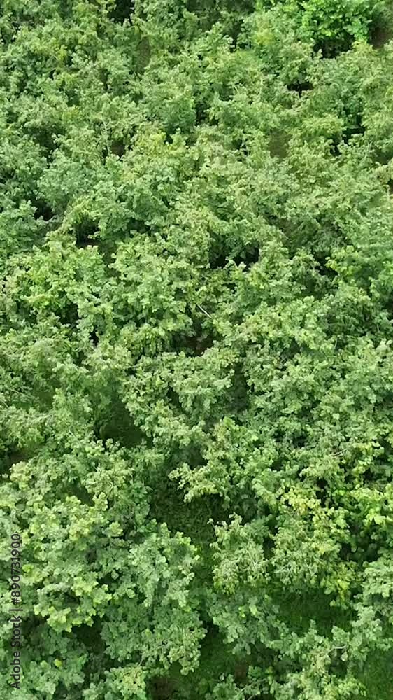 A drone image taken over hazelnut trees. Hazelnut harvest is about to begin. Hazelnut production with traditional methods. Aerial drone view. A drone image taken over hazelnut trees. Hazelnut harvest is about to begin. Hazelnut production with traditional methods. Aerial drone view.