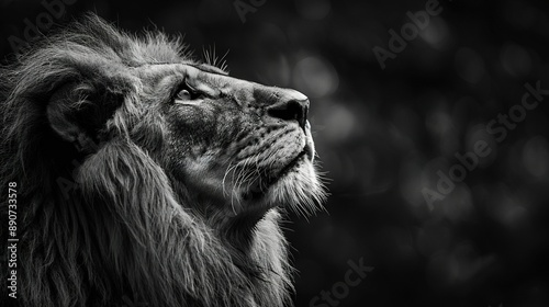   Black and white photo of a lion looking up at a distant object surrounded by trees