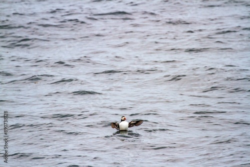 Atlantic Puffin