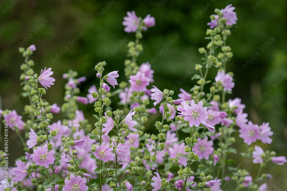 Musk Mallow, Malva moschata, in flower. Musk-mallow flowers with their pink petals. Summer flower background. Musk Mallow, Malva moschata, in flower. Musk-mallow flowers with their pink petals. Summer flower background.