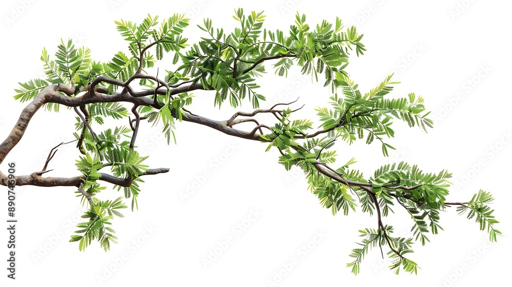 Obraz premium A Branch of Lush Green Leaves Isolated on a White Background