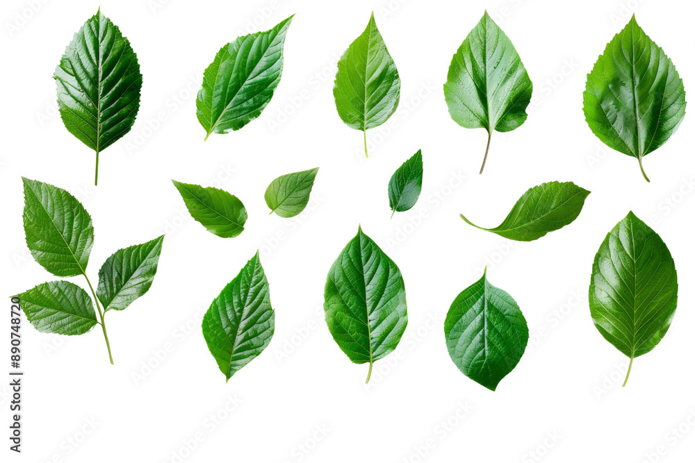 Set of fresh green leaves, isolated on a white background, highlighting their vibrant color and delicate structure