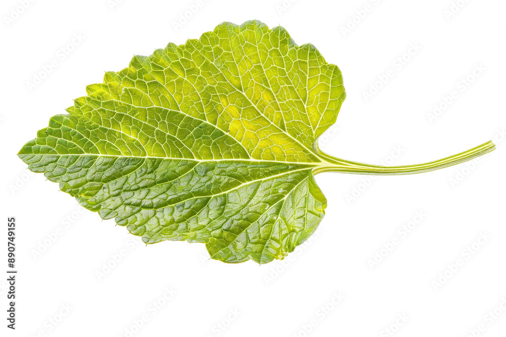 Obraz premium Single mustard leaf with visible texture and color, separated on a white background, capturing its natural beauty and freshness