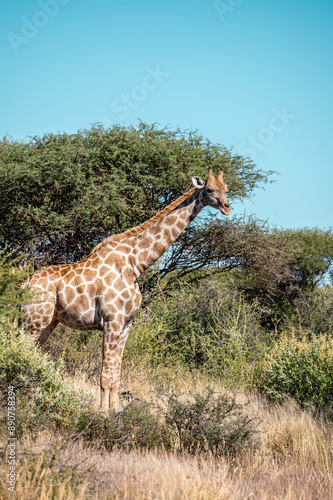 giraffe in the savannah, namibia