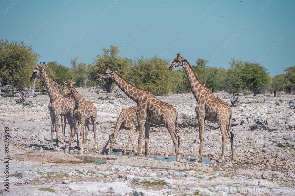 Obraz premium giraffe in the savannah of Etosha national park, namibia