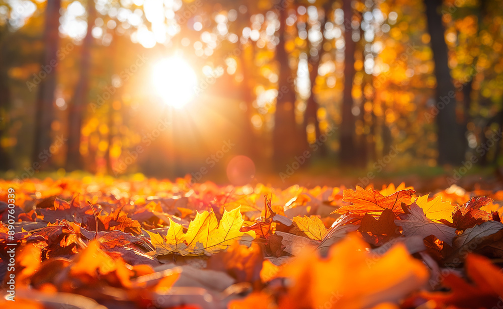 Sunlit autumn leaves on the ground in a forest. Sunlit autumn leaves on the ground in a forest.