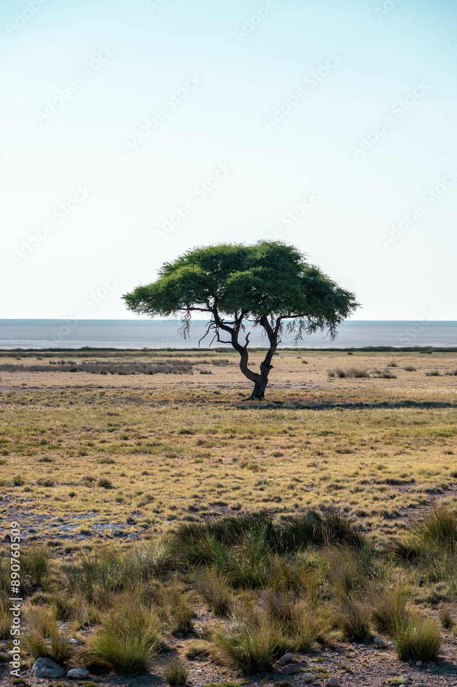 Tree on the shore of etosha pan, etosha national park, namibia Tree on the shore of etosha pan, etosha national park, namibia