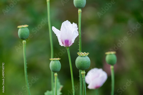 Poppy flower and capsules with poppy seeds.