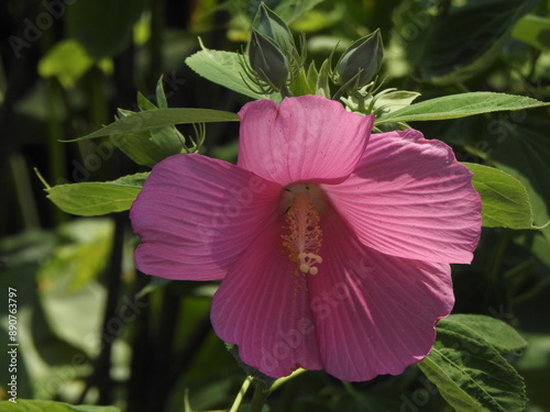 Pink swamp rose mallow bloomed within the wetlands of Wildwood Park, Dauphin County, Harrisburg, Pennsylvania.