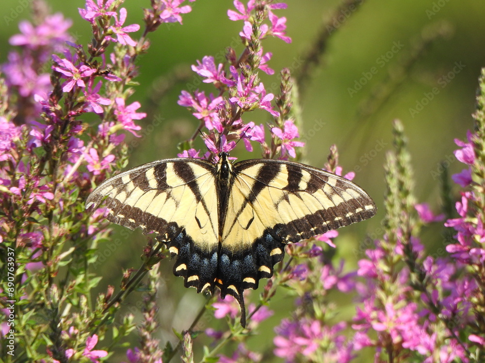 Eastern tiger swallowtail butterfly feeding on the nectar of purple loosestrife wildflowers. Wildwood Park, Dauphin County, Harrisburg, Pennsylvania.