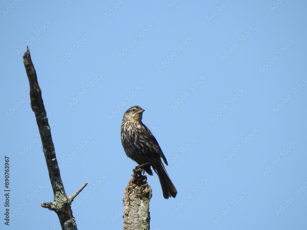 A female, red-winged blackbird perched on a withered branch, under a blue sky. Wildwood Park, Dauphin County, Harrisburg, Pennsylvania. A female, red-winged blackbird perched on a withered branch, under a blue sky. Wildwood Park, Dauphin County, Harrisburg, Pennsylvania.