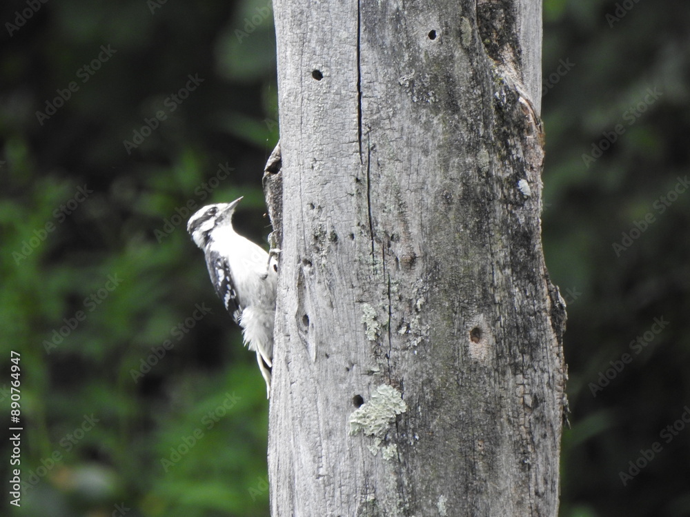 A female downy woodpecker landed on a tree, ready to peck holes into the trunk, in search of insects to eat. Wildwood Park, Dauphin County, Harrisburg, Pennsylvania. A female downy woodpecker landed on a tree, ready to peck holes into the trunk, in search of insects to eat. Wildwood Park, Dauphin County, Harrisburg, Pennsylvania.