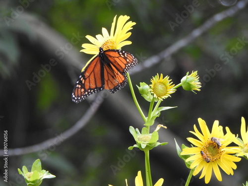 A monarch butterfly and eastern honeybees feeding on nectar from within yellow cup plant flowers. Wildwood Park, Dauphin County, Harrisburg, Pennsylvania.