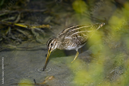 Common snipe // Bekassine  (Gallinago gallinago) photo