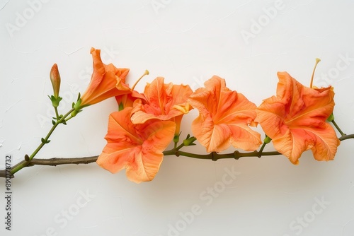 Orange trumpet flower on white background photo