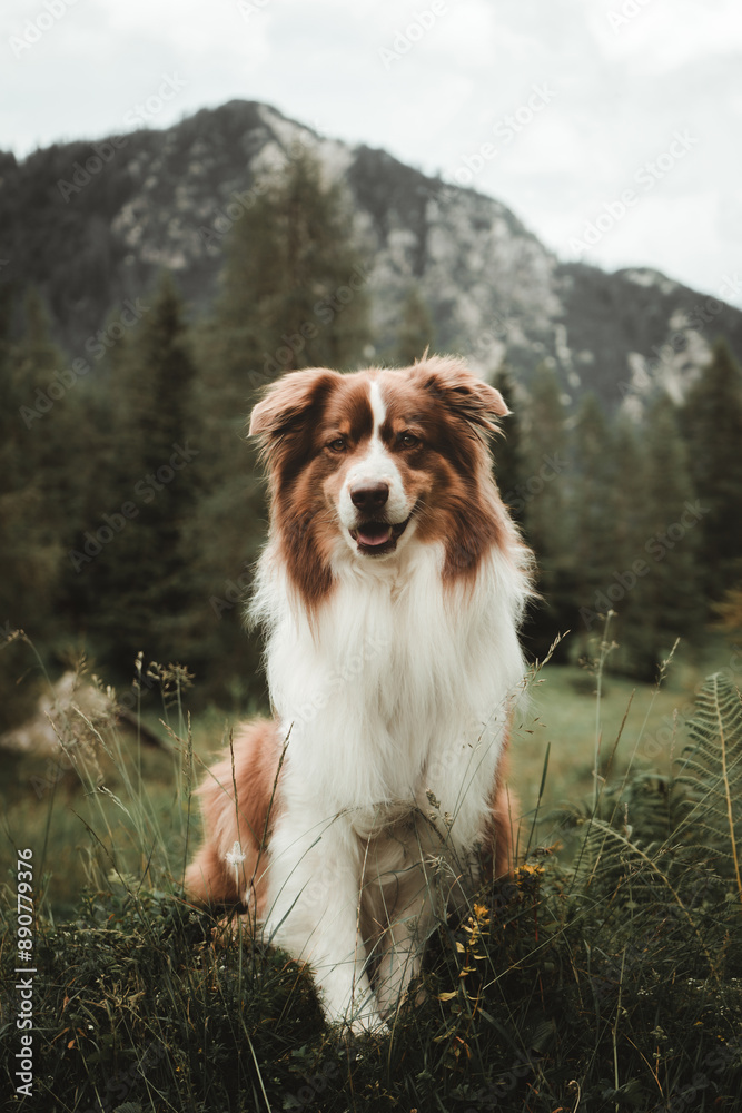 Australian shepherd sitting in the grass with mountains in the background Australian shepherd sitting in the grass with mountains in the background