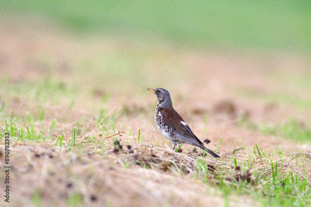 Bird Turdus pilaris aka fieldfare is searching for food in the field. 