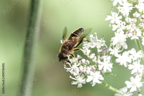 A dronefly (Eristalis), a type of hoverfly, feeding on hogweed