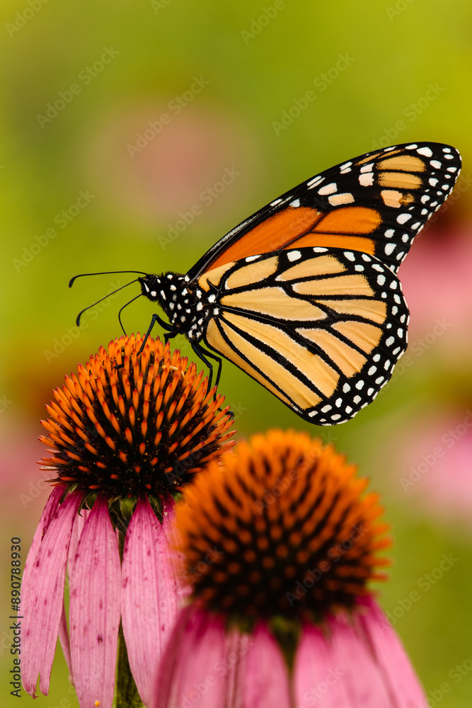 Monarch butterfly feeding off a purple coneflower within the Pike Lake Unit, Kettle Moraine State Forest, Wisconsin, in mid-August. Monarch butterfly feeding off a purple coneflower within the Pike Lake Unit, Kettle Moraine State Forest, Wisconsin, in mid-August.