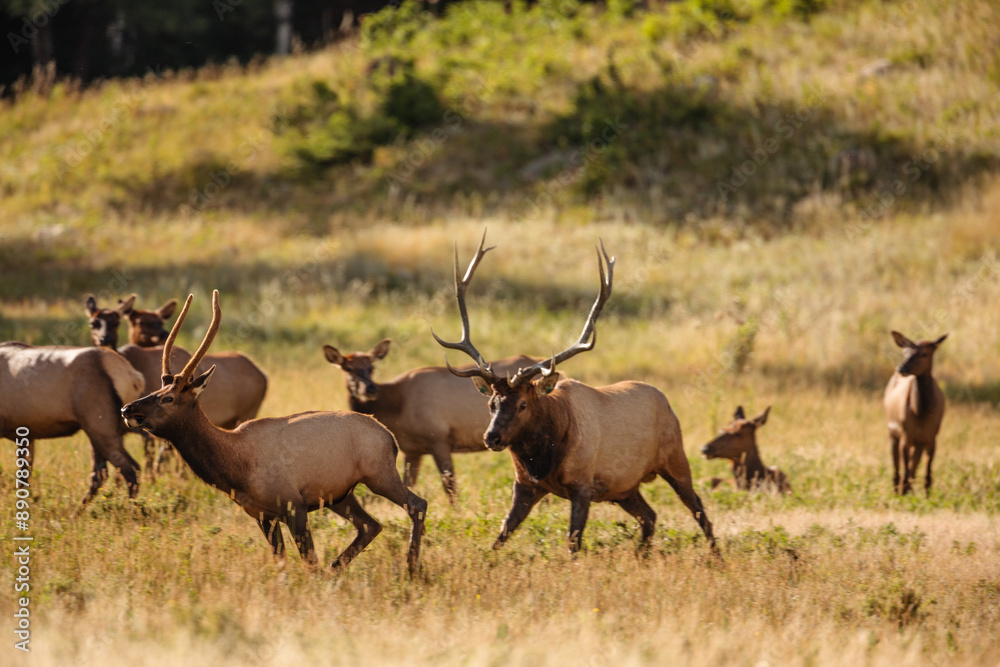 Older bull elk chases a young buck elk away from his harem in Horseshoe Park, Rocky Mountain National Park, Colorado in late August, as the members of the harem watch. Older bull elk chases a young buck elk away from his harem in Horseshoe Park, Rocky Mountain National Park, Colorado in late August, as the members of the harem watch.