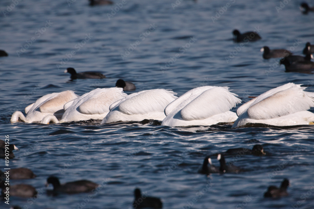 American White Pelicans, each with their heads down in the water, feeding in mid-autumn off the bottom aquatic vegetation of a shallow lake within the Horicon National Wildlife Refuge, Wisconsin American White Pelicans, each with their heads down in the water, feeding in mid-autumn off the bottom aquatic vegetation of a shallow lake within the Horicon National Wildlife Refuge, Wisconsin
