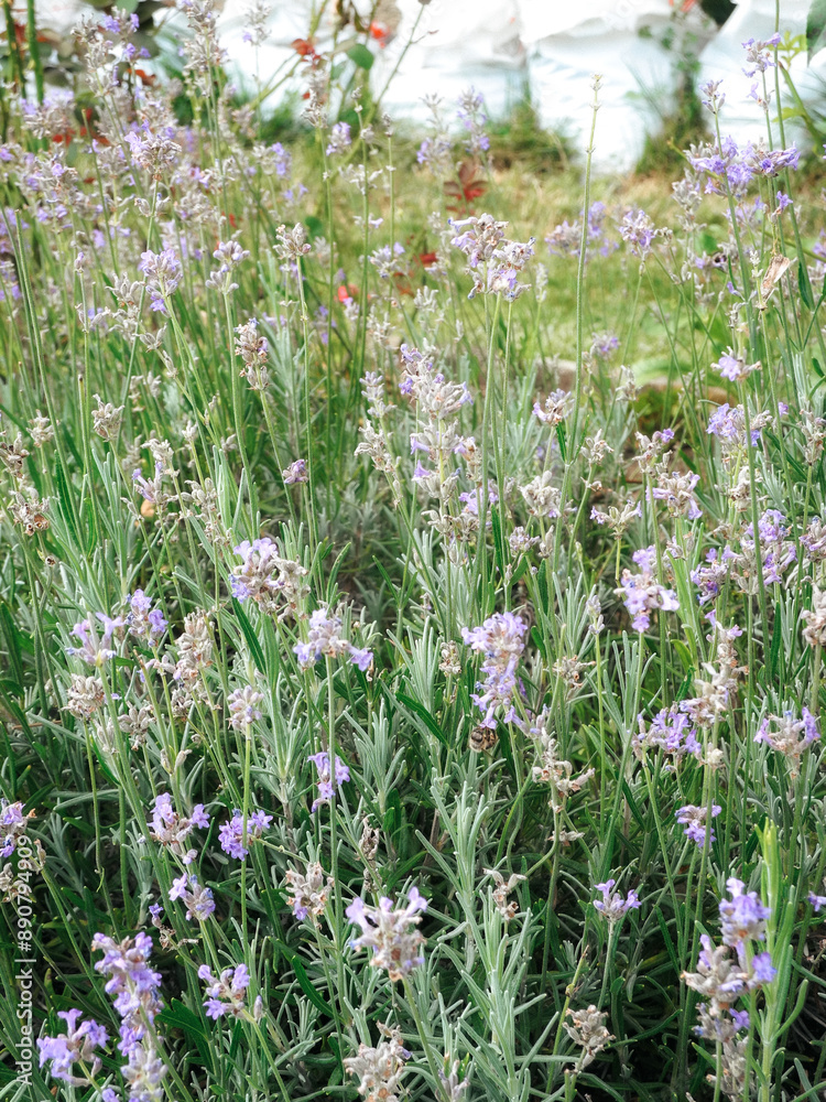 Lavender blooming in July with bees Lavender blooming in July with bees