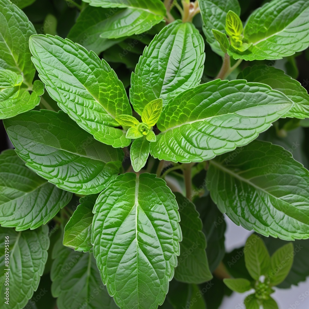 Refreshing Mint and Herbal Infusions