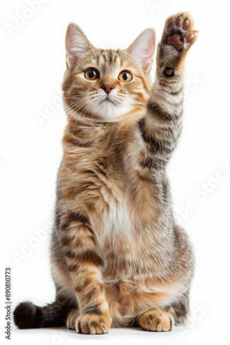 cat giving high five, isolated on white 