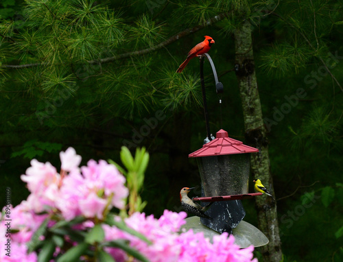 Red male cardinal with red feathers
