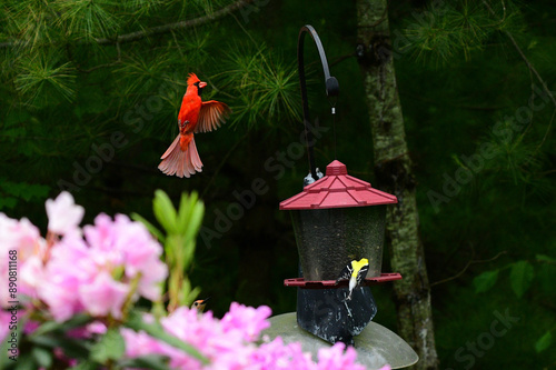 Red male cardinal with red feathers