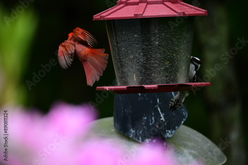 Red male cardinal with red feathers