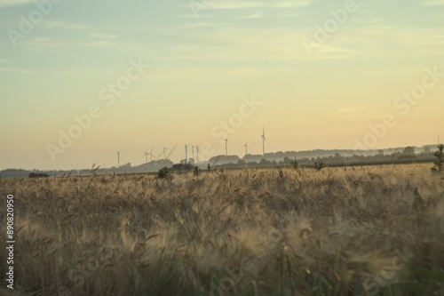 sunset over the field