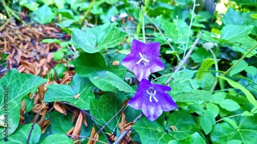 zwei violette Efeu Blüten, Nahaufnahme, Garten, heimische Pflanzen photo