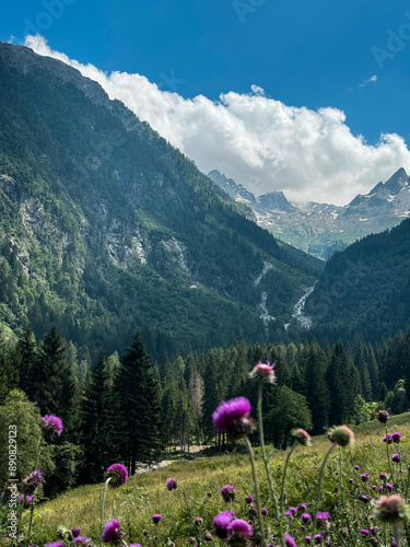 paesaggio montagna fiori ossana val di sole  photo