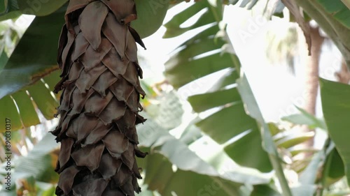 SANTA CRUZ DE TENERIFE, SPAIN - MARCH 3, 2024: A close-up of a dark, brown banana flower bud with a hint of red at the bottom. photo