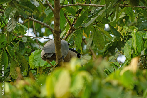 picture of a boat-billed heron bird in Cano Negro in Costa Rica photo