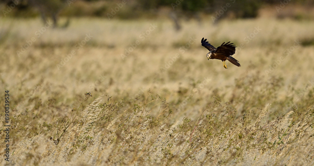 Rohrweihe - Weibchen // Western marsh harrier - female (Circus aeruginosus) 