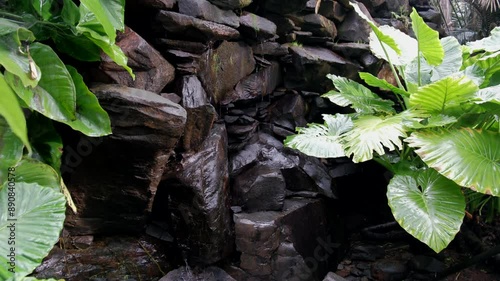 SANTA CRUZ DE TENERIFE, SPAIN - MARCH 3, 2024: A waterfall cascades down a mossy stone wall, surrounded by lush, green foliage at the Palmetum in Santa Cruz, Tenerife. photo