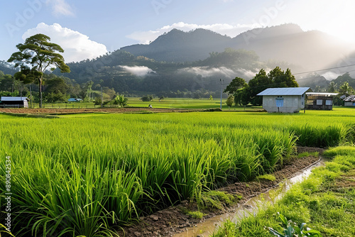 A vibrant green rice paddy field stretches out in front of a small, white house in a valley, with lush mountains and a blue sky in the background.