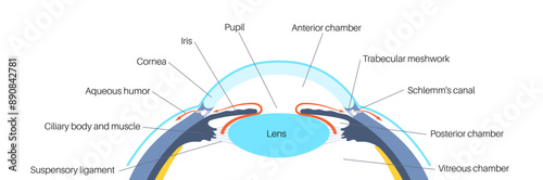 Fluids in the eye