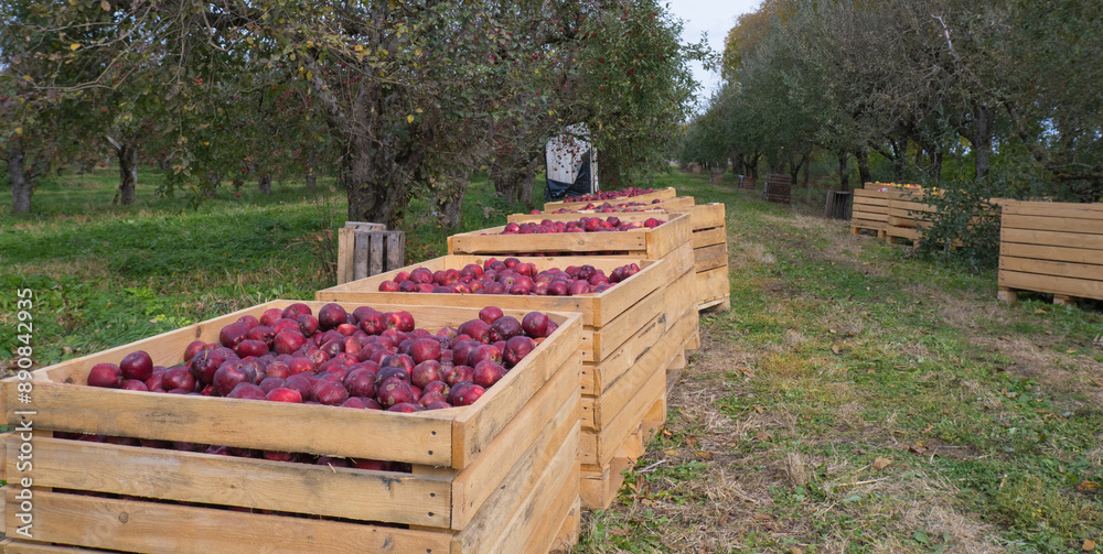 Several wooden boxes with red apples on the grass garden