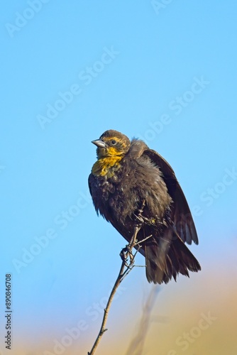 Portrait of female yellow headed blackbird. photo