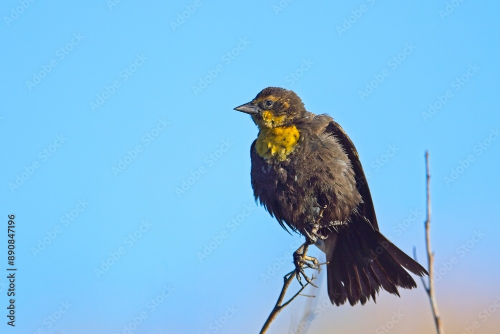 Fototapeta premium Side view of female yellow headed blacbird.