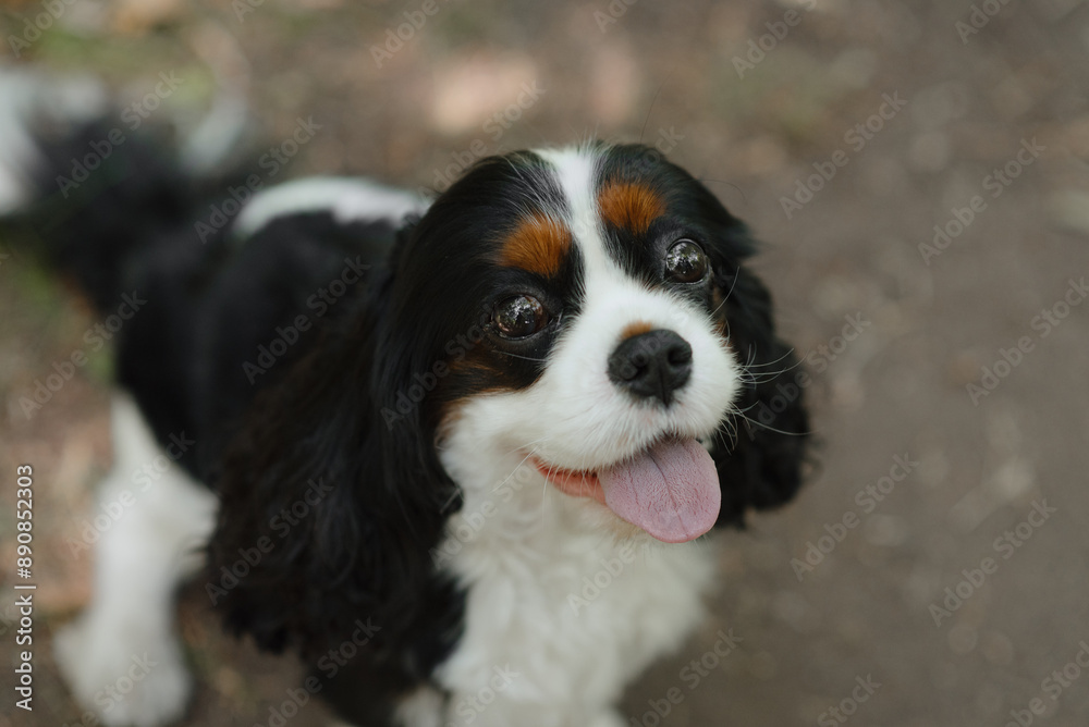 black and white Cavalier King Charles Spaniel dog sitting on path in park, warm sunny summer day, dogwalking concept black and white Cavalier King Charles Spaniel dog sitting on path in park, warm sunny summer day, dogwalking concept