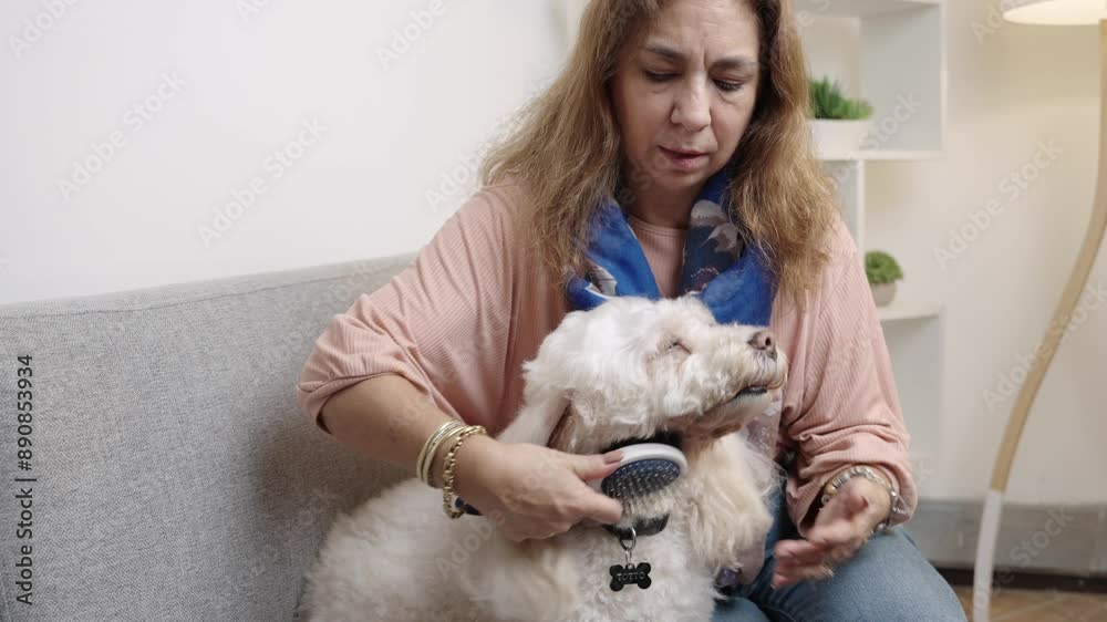 Woman grooming her dog sitting on the sofa Woman grooming her dog sitting on the sofa