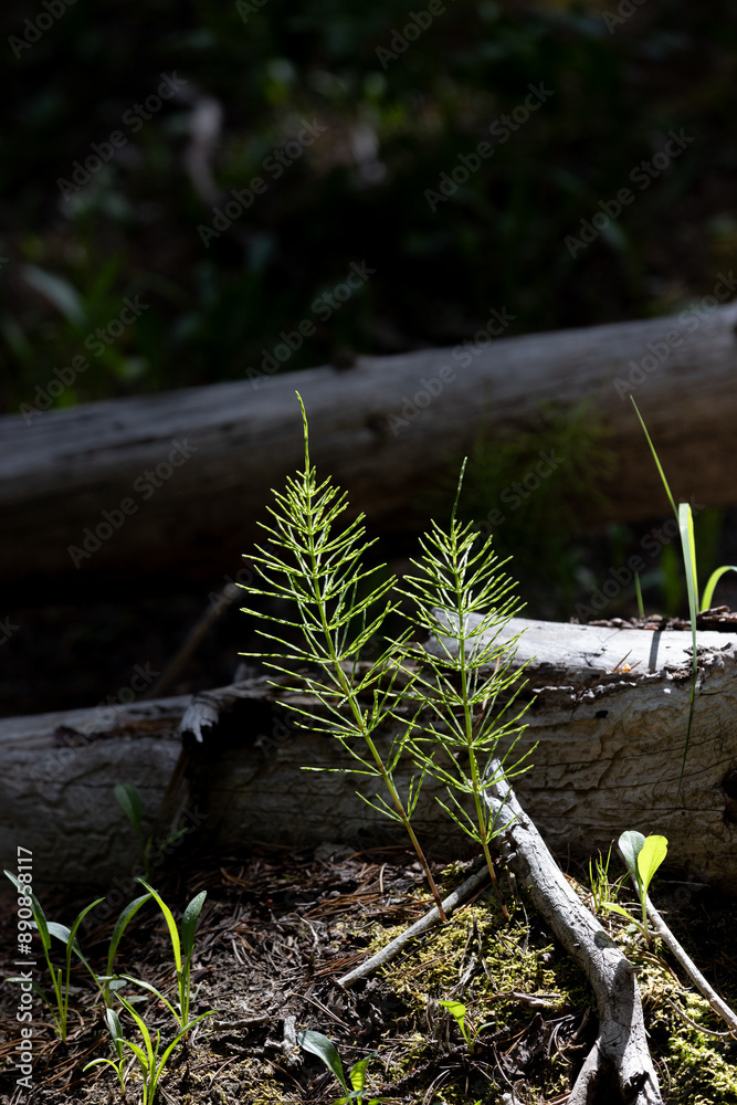 Horsetail plant in forest by logs