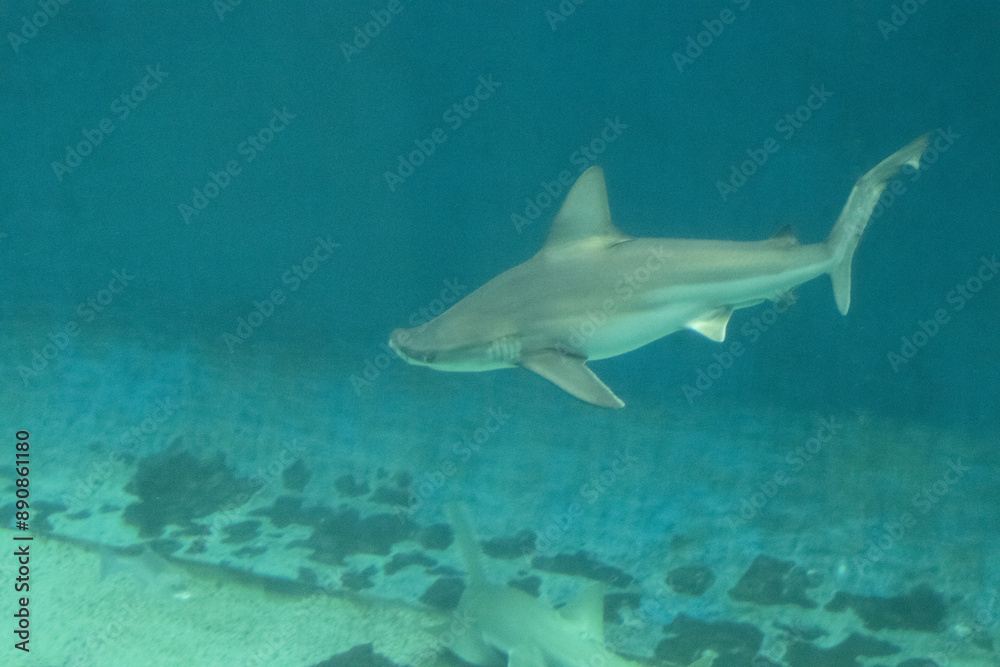Fototapeta premium Squalo