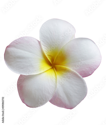 one plumeria flower, white background, PNG